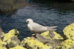 Grey noddy. Adult. Meyer Island, Kermadec Islands, January 1995. Image © Department of Conservation (image ref: 1003162) by John Ombler, Department of Conservation.