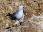 Grey noddy. Adult. Kermadec Islands. Image © Department of Conservation (image ref: 10055123) by Department of Conservation.