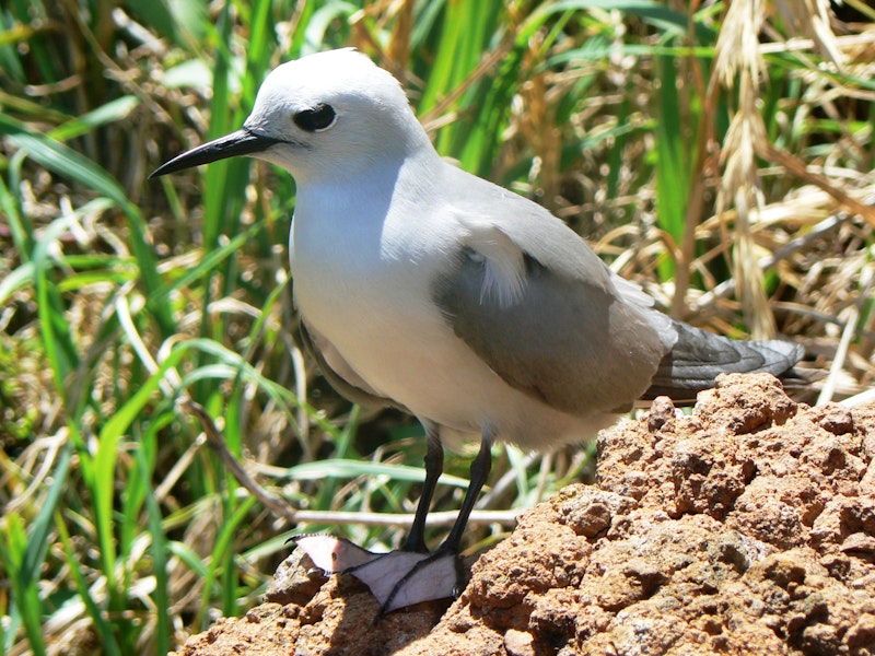 Grey noddy. Adult. Phillip Island, Norfolk Island, December 2008. Image © Joke Baars by Joke Baars.