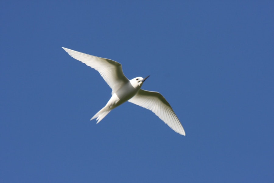 White tern. Adult in flight, ventral. Raoul Island, Kermadec Islands, January 2009. Image © Gareth Rapley by Gareth Rapley.