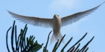 White tern. White tern in flight. Lord Howe Island, November 2008. Image © Martin Sanders by Martin Sanders.