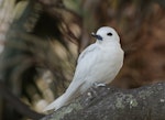 White tern. Adult roosting. Lord Howe Island, April 2019. Image © Glenn Pure 2019 birdlifephotography.org.au by Glenn Pure.