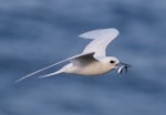 White tern. Adult with fish. Norfolk Island, January 2017. Image © Imogen Warren by Imogen Warren.