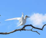 White tern. Adult. Ducie Atoll, December 2012. Image © Tony Crocker by Tony Crocker.