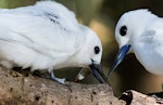 White tern. Courting pair. Norfolk Island, January 2017. Image © Imogen Warren by Imogen Warren.