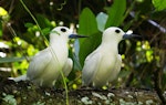 White tern. Pair at nest site. Aitutaki, Cook Islands, July 2012. Image © Ian Armitage by Ian Armitage.