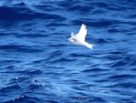 White tern. Adult in flight. Kermadec Islands, March 2021. Image © Scott Brooks (ourspot) by Scott Brooks.