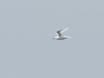 White tern. Adult in flight. Kermadec Islands, March 2021. Image © Scott Brooks (ourspot) by Scott Brooks.