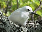 White tern. Adult incubating. Ducie Atoll, October 2014. Image © Tony Crocker by Tony Crocker.