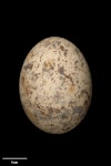 White tern. Egg 46.2 x 32.0 mm (NMNZ OR.021130, collected by Captain John Bollons). Raoul Island, Kermadec Islands, November 1901. Image © Te Papa by Jean-Claude Stahl.