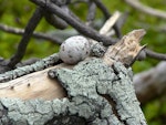 White tern. Egg on 'nest'. Ducie Atoll, December 2012. Image © Tony Crocker by Tony Crocker.