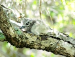 White tern. Chick. Rangiroa Atoll, January 2013. Image © Tony Crocker by Tony Crocker.