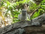 White tern. Chick. Henderson Island, Pitcairn group, October 2011. Image © Matt Charteris by Matt Charteris.