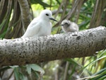 White tern. Adult and chick. Henderson Island, Pitcairn group, October 2011. Image © Matt Charteris by Matt Charteris.