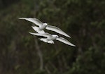 White tern. Pair in tandem flight. Lord Howe Island, April 2019. Image © Glenn Pure 2019 birdlifephotography.org.au by Glenn Pure.