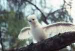 White tern. Chick on nest. Midway Island, Hawaii, July 1993. Image © Graeme Taylor by Graeme Taylor.