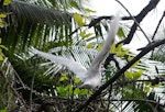 White tern. Adult with wings spread. Aitutaki, Cook Islands, July 2012. Image © Ian Armitage by Ian Armitage.