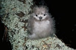 White tern. Chick on nest. Denham Bay, Raoul Island, Kermadec Islands, January 1967. Image © Department of Conservation (image ref: 10030637) by Don Merton, Department of Conservation.