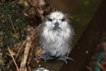 White tern. Chick near fledging. Norfolk Island, January 2017. Image © Imogen Warren by Imogen Warren.