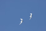 White tern. Two adults in flight. Raoul Island, Kermadec Islands, January 2009. Image © Gareth Rapley by Gareth Rapley.