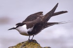 Sooty tern. Adult. Pukerua Bay, Wellington, February 2022. Image © Helen Duncan by Helen Duncan.