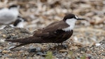 Sooty tern. Adult. Pukerua Bay, Wellington, February 2022. Image © Roger Smith by Roger Smith.