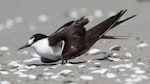 Sooty tern. Adult. Waikanae River estuary, February 2022. Image © Roger Smith by Roger Smith.