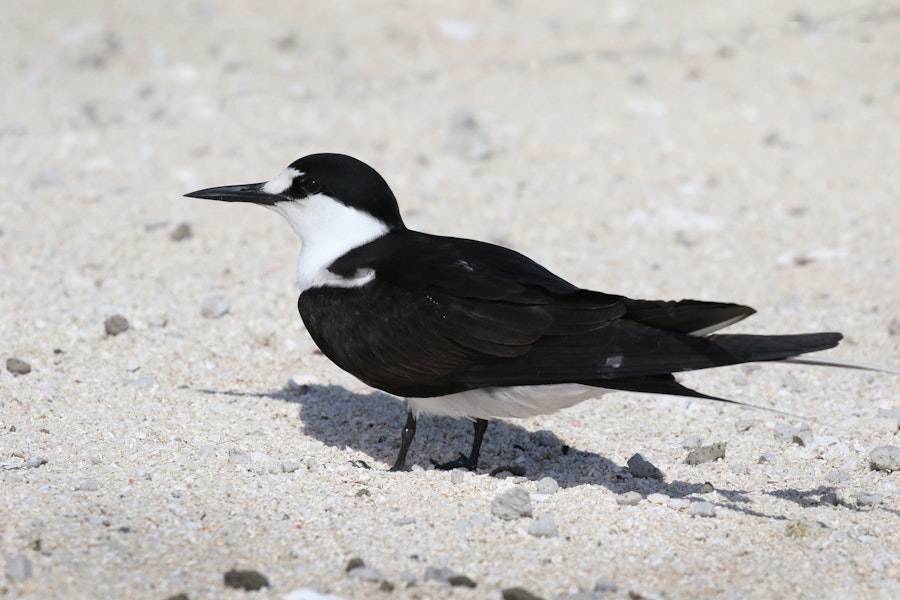 Sooty tern. Adult. Michaelmas Cay, Queensland, Australia, July 2015. Image © John Fennell by John Fennell.