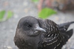 Sooty tern. Juvenile. Raoul Island, Kermadec Islands, January 2009. Image © Gareth Rapley by Gareth Rapley.