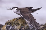 Sooty tern. Adult stretching wing. Pukerua Bay, Wellington, February 2022. Image © Helen Duncan by Helen Duncan.