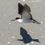 Sooty tern. Adult in flight. Waikanae Beach, February 2022. Image © Roger Smith by Roger Smith.