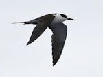 Sooty tern. Adult in flight. Meyer Islands (Kermadecs), March 2021. Image © Scott Brooks (ourspot) by Scott Brooks.