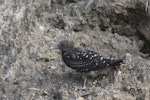 Sooty tern. Juvenile. Raoul Island, Kermadec Islands, January 2009. Image © Gareth Rapley by Gareth Rapley.