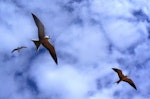 Sooty tern. Adults in flight. Phillip Island, Norfolk Island, December 2008. Image © Joke Baars by Joke Baars.