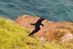 Sooty tern. Adult in flight, dorsal. Norfolk Island, November 2016. Image © Ian Armitage by Ian Armitage.