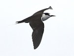 Sooty tern. Adult in flight. Meyer Islands (Kermadecs), March 2021. Image © Scott Brooks (ourspot) by Scott Brooks.