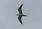 Sooty tern. Adult in flight (first Chatham Islands record). Rangatira Island, Chatham Islands, February 2021. Image © Alan Tennyson by Alan Tennyson.