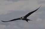 Sooty tern. Adult in flight. Raoul Island, Kermadec Islands, January 2009. Image © Gareth Rapley by Gareth Rapley.