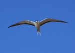 Sooty tern. Adult in flight, ventral. Raoul Island, Kermadec Islands, January 2009. Image © Gareth Rapley by Gareth Rapley.