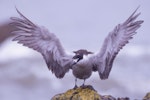 Sooty tern. Adult with wings spread. Pukerua Bay, Wellington, February 2022. Image © Helen Duncan by Helen Duncan.