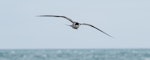 Sooty tern. Adult in flight. Pukerua Bay, Wellington, February 2022. Image © Roger Smith by Roger Smith.