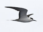 Sooty tern. Adult in flight. Meyer Islands (Kermadecs), March 2021. Image © Scott Brooks (ourspot) by Scott Brooks.