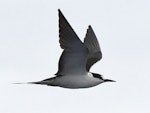 Sooty tern. Adult in flight. Meyer Islands (Kermadecs), March 2021. Image © Scott Brooks (ourspot) by Scott Brooks.