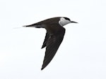 Sooty tern. Adult in flight. Meyer Islands (Kermadecs), March 2021. Image © Scott Brooks (ourspot) by Scott Brooks.