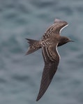 Sooty tern. Juvenile in flight. Norfolk Island, January 2017. Image © Imogen Warren by Imogen Warren.