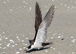 Sooty tern. Adult with wings raised. Waikanae Beach, February 2022. Image © Roger Smith by Roger Smith.