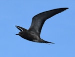 Sooty tern. Juvenile in flight. Macauley Island, March 2021. Image © Scott Brooks (ourspot) by Scott Brooks.