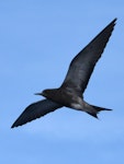 Sooty tern. Juvenile in flight. Macauley Island, March 2021. Image © Scott Brooks (ourspot) by Scott Brooks.