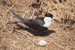 Sooty tern. Adult by nest with egg. Curtis Island, Kermadec Islands, November 1989. Image © Alan Tennyson by Alan Tennyson.