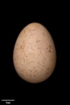 Sooty tern. Egg 50.9 x 36.4 mm (NMNZ OR.007387, collected by Roy Bell). Denham Bay, Raoul Island, Kermadec Islands, December 1905. Image © Te Papa by Jean-Claude Stahl.